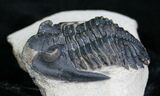 Bargain Hollardops Trilobite - #4908-2